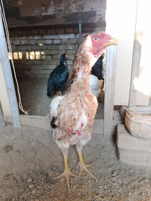 Дакан товула сотилади