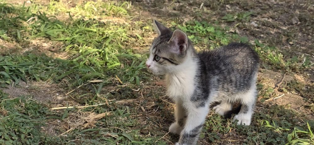 2 pisici gri jucăușe