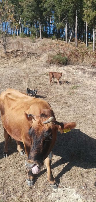 Продавам овце и крави