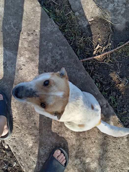 Отдам собачку в надёжные руки