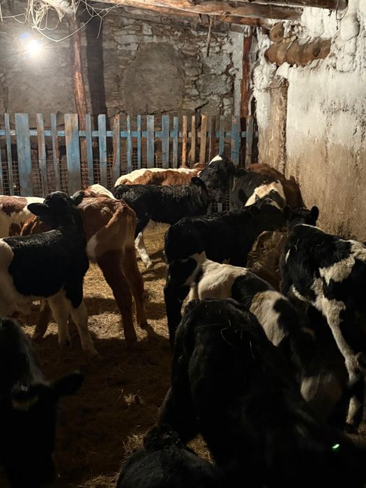 Продам телят бычки
