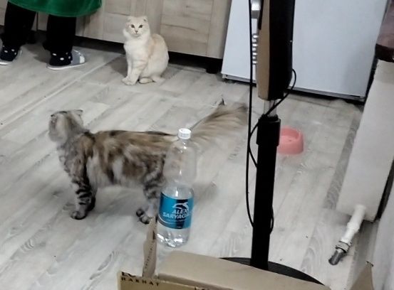 Отдам кошек в добрые руки