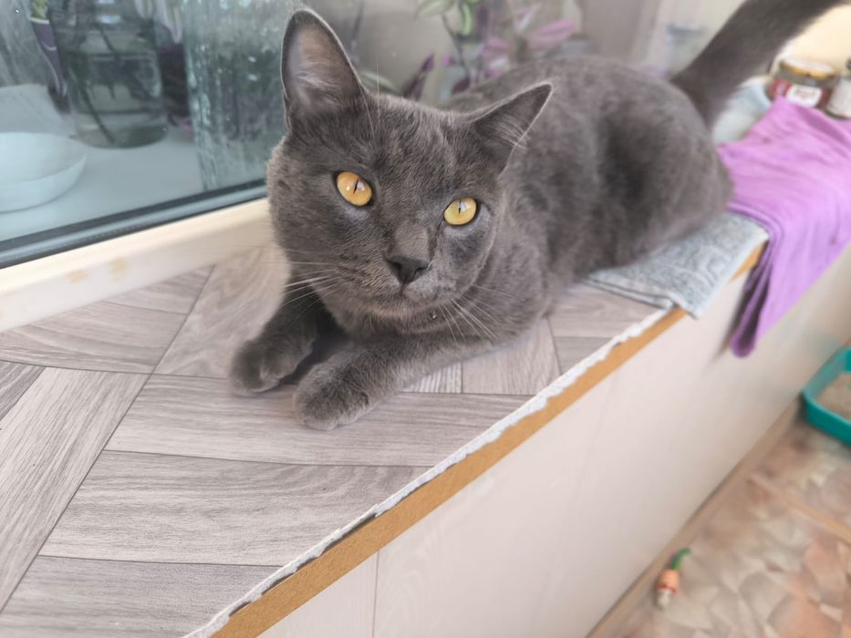 Отдадим кота в добрые руки