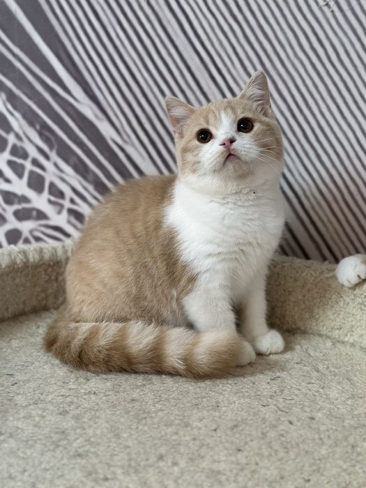 Британские котята