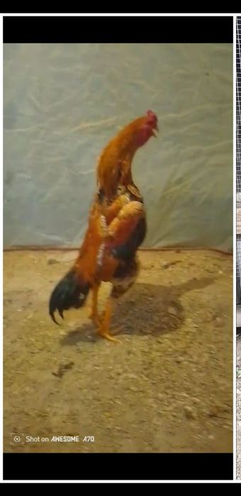 Бойцовыйедаканки