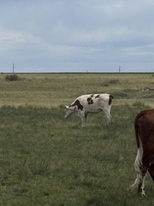 бір жарым жасар тайынша