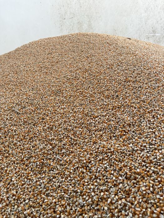 Vând porumb sticlos