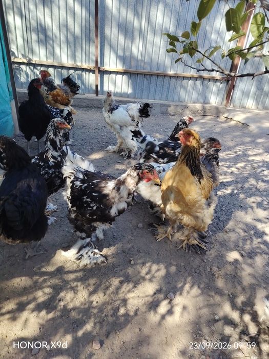 Продам Брамы Далматинцы Мраморные.