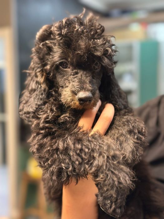 Щенки пуделя. Фантом.