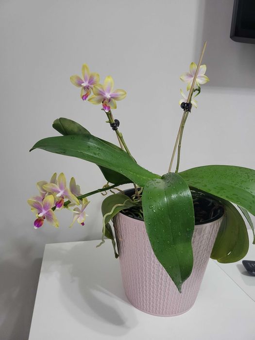 Продам орхидеи разные