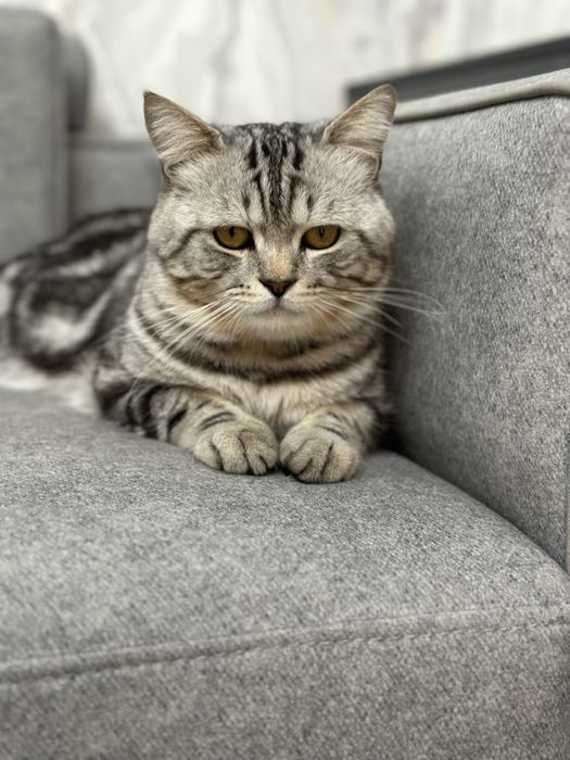 Вязка Британцкий страйт