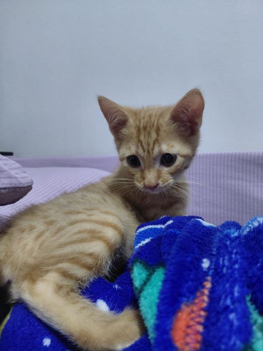 Отдам котика в добрые руки