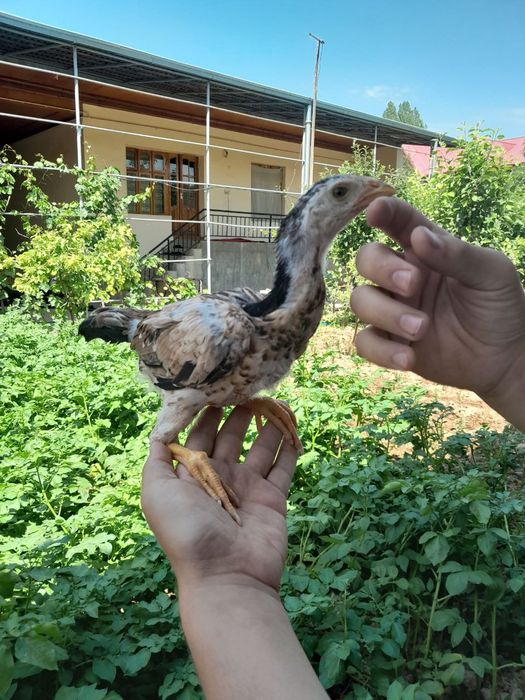 Даканлар сотилади