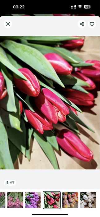 Тюльпаны на заказ к 8 марта премиум