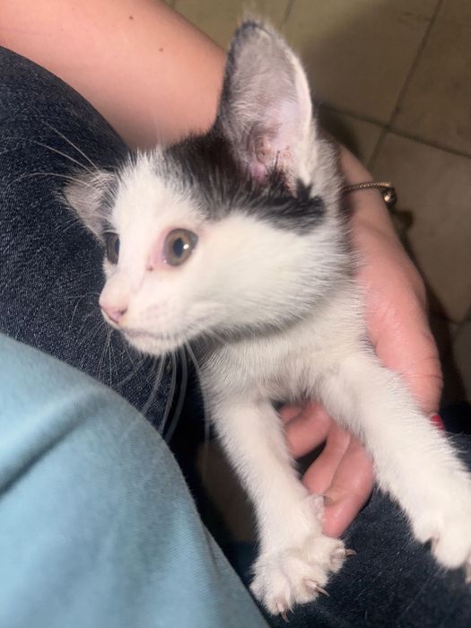 Отдаем котенка в добрые руки