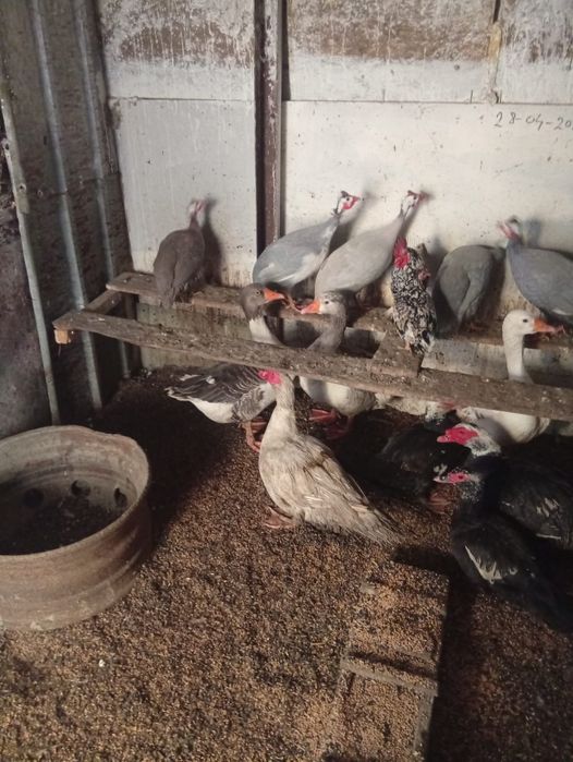 Vând Gâște Rațe și Bibilici s-au Schimb cu Oi