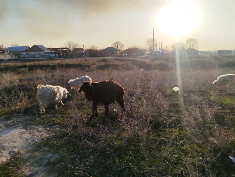 Қойларды сатамын