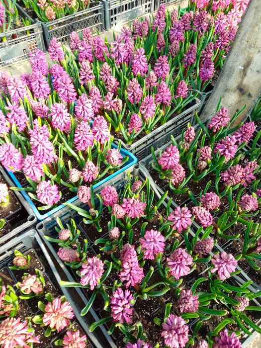 Продавам зюмбюл в саксия