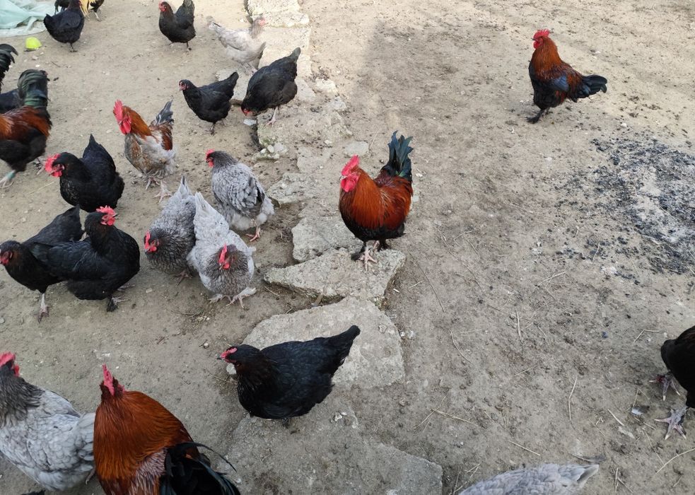 Ouă Marans negru/albastru arămiu