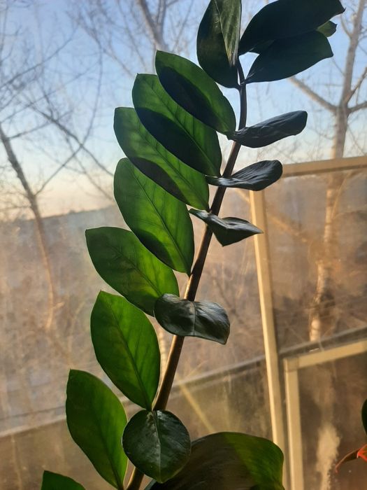 Продам большой цветок Эухарис