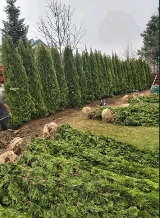 Plante Verzi pentru Gard Viu – Livrare și Plantare Inclusă pe Loc