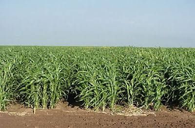 Прожаю семена суданской травы