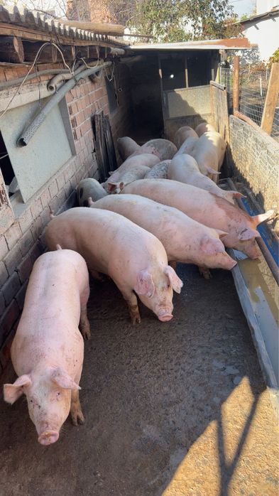 Домашни прасета от 25  до 35 кг