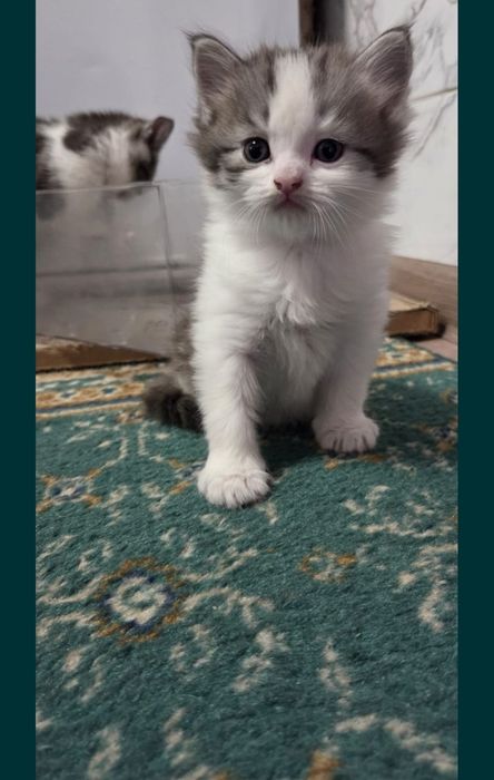 Отдам котят в хорошие ручки