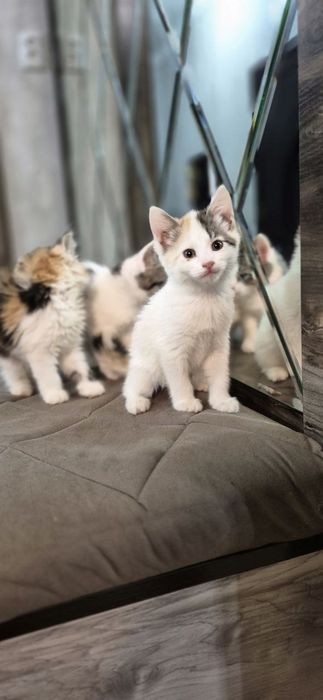 Пристройство кошечки и котят по отдельности можно