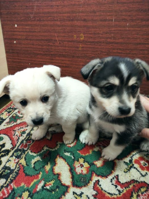 Щенки в добрые руки