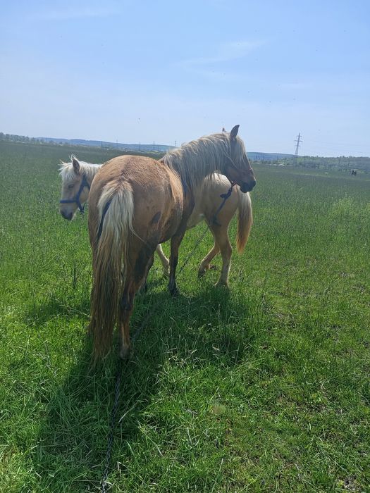 Vând iapă și mânză