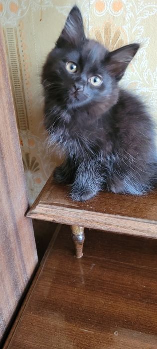 Скоттиш хейланд фолд