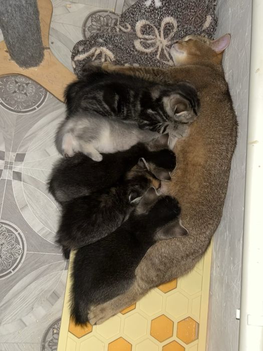 Продам котенка мальчика