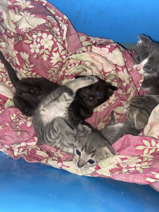 Вислоухие котята