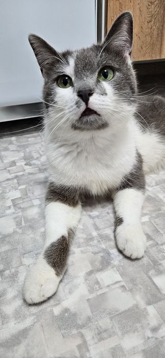 кот Мявкус, кастрирован