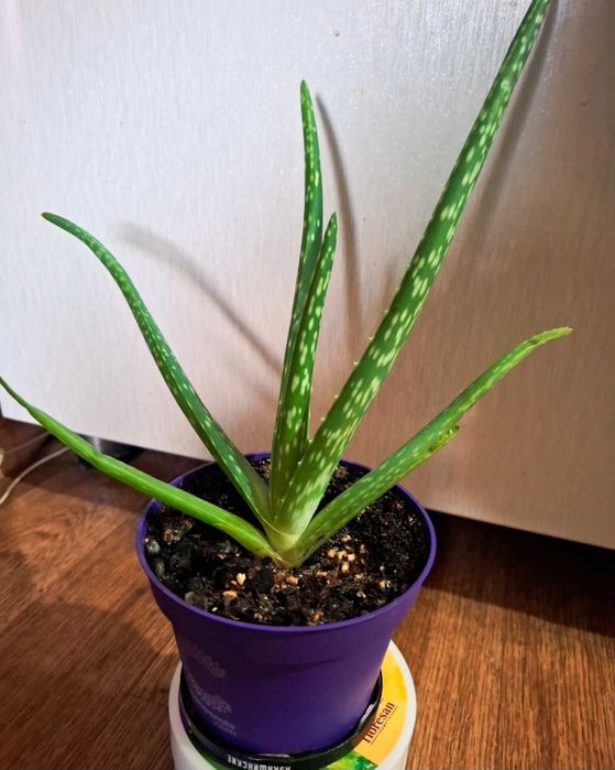 Алоэ Вера-растение лечебное