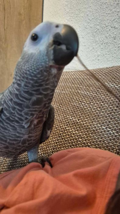 Кралско Жако - Папагал