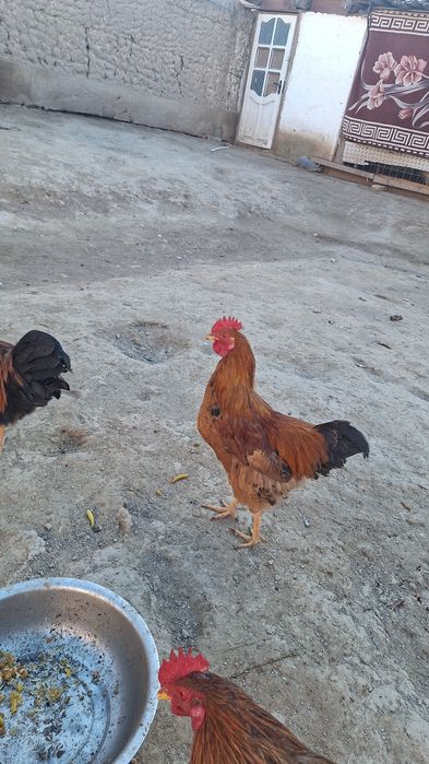 Қораздар сатылады