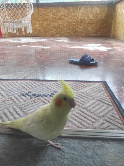 nimfă crescuta la seringa