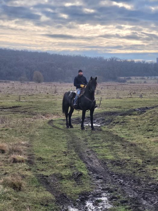 Armăsar metis friesian