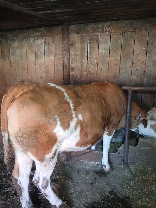 Vand vaca pentru abator