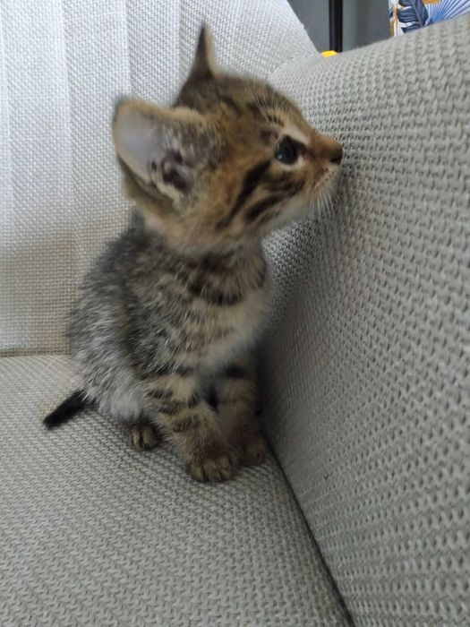 Малко домашно котенце, момченце на месец и половина, търси любящ дом