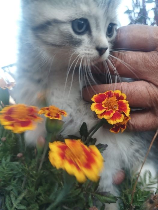 Отдам даром Котят