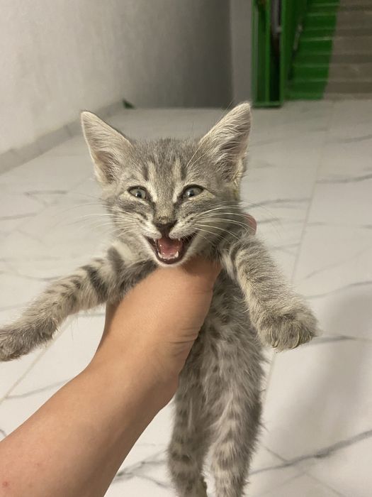Отдам котенка в добрые руки