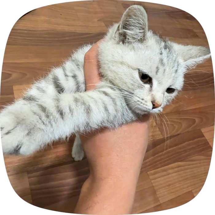 Британский котёнок в добрые руки