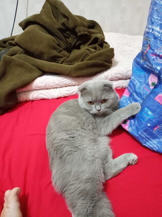 Srochna sotiladiZotdor mushuk scotsh fold