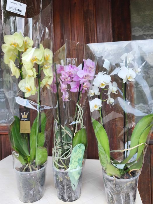 Различни видове цветя