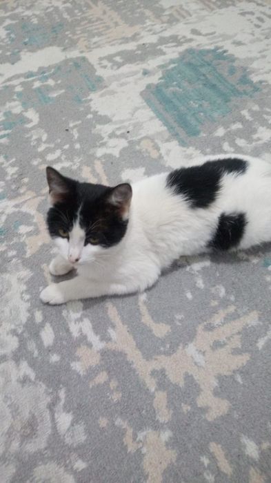 Уйретылген мысык бар