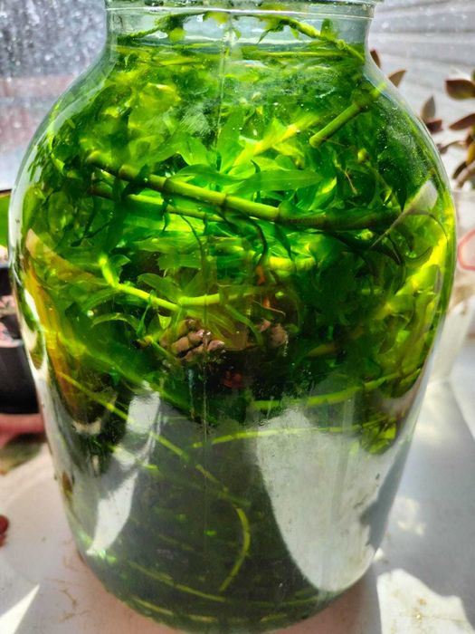 Продаю водоросли для аквариума