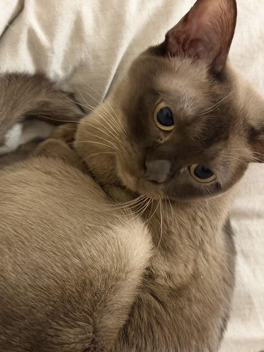 Кот бурма мальчик кастрированный